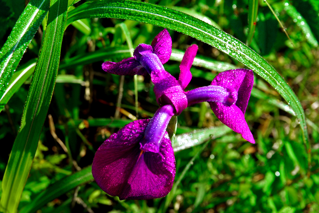雨飾の菖蒲　IMGP4755zz