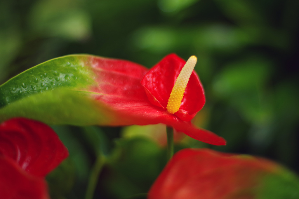 ＰＥＮＴＡＸ－Ａ ５０ｍｍ Ｆ1.2 で撮影“花”