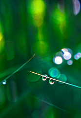 朝露キラリ　P1180272zz