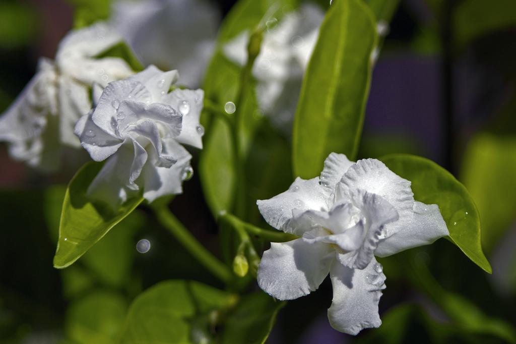 水玉キラリ　IMG1696zz