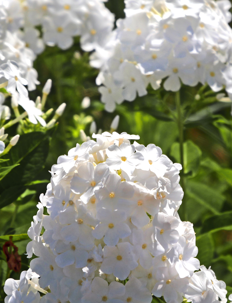 花のかき氷　P1420701zz