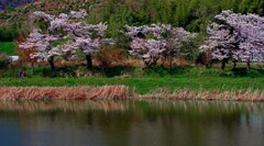 桜のプロムナード　IMGP4281zz