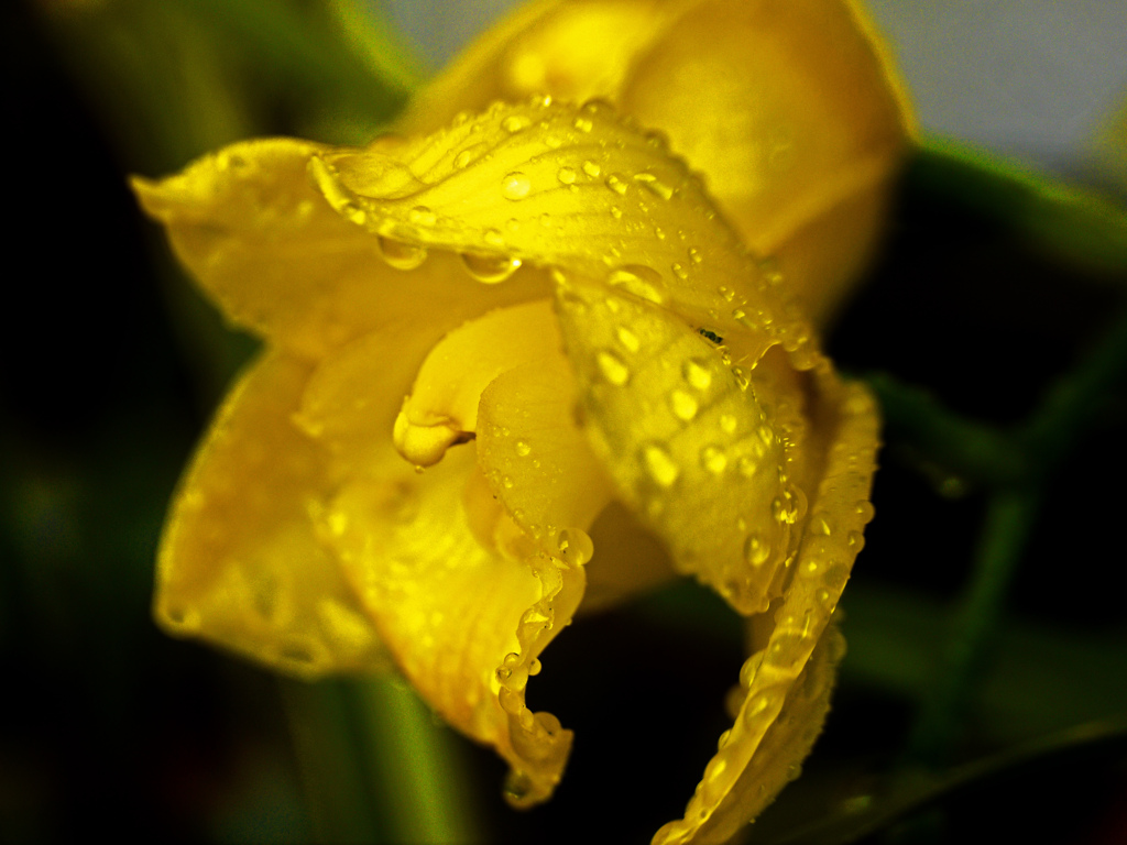 雨に咲く花　P1250745zz
