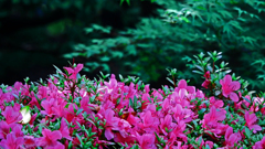 皐月と青モミジ　P1170927zz