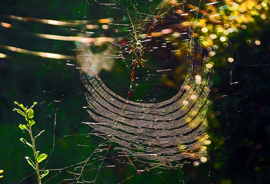 蜘蛛の巣　P1480479z