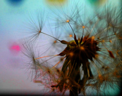 幻想　P1180663zz