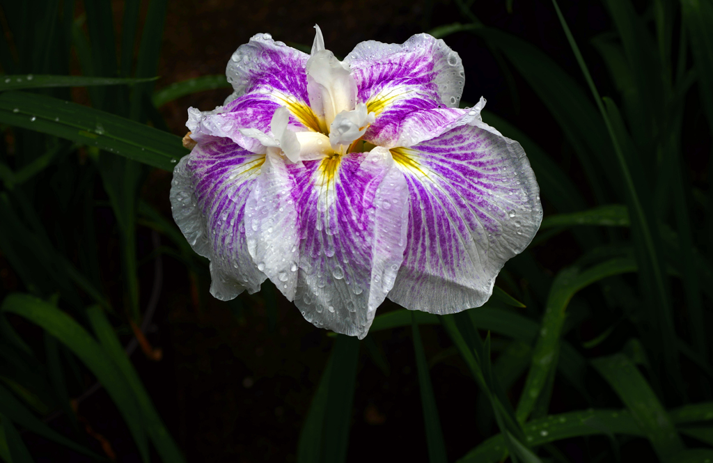 雨がよく似合う花　P1190071zz