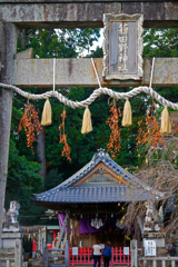 秋から冬へ　P1290035zz