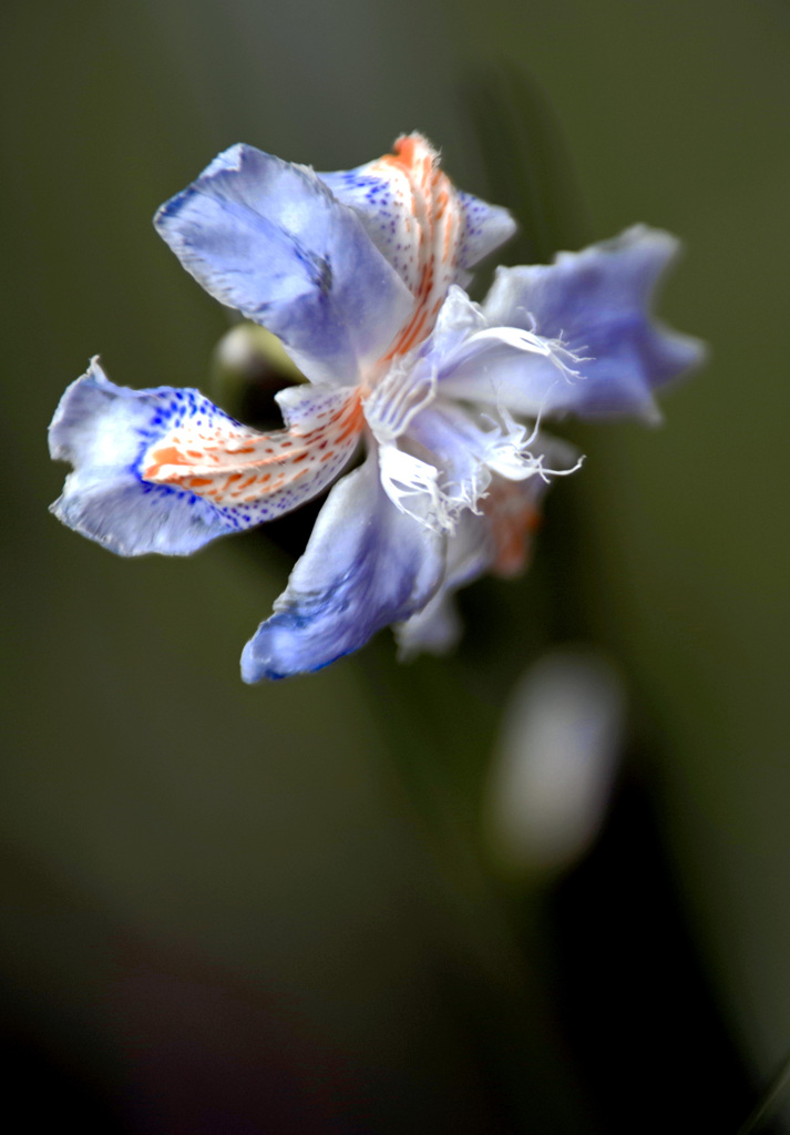  シャガ(著莪)の花　IMGP3400zz