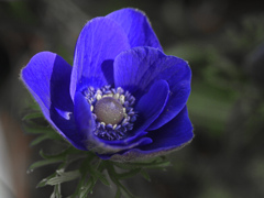 庭に咲いたアネモネ　P1230588zz