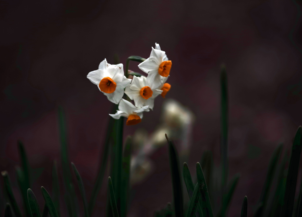 密やかな花　IMGP1395zz