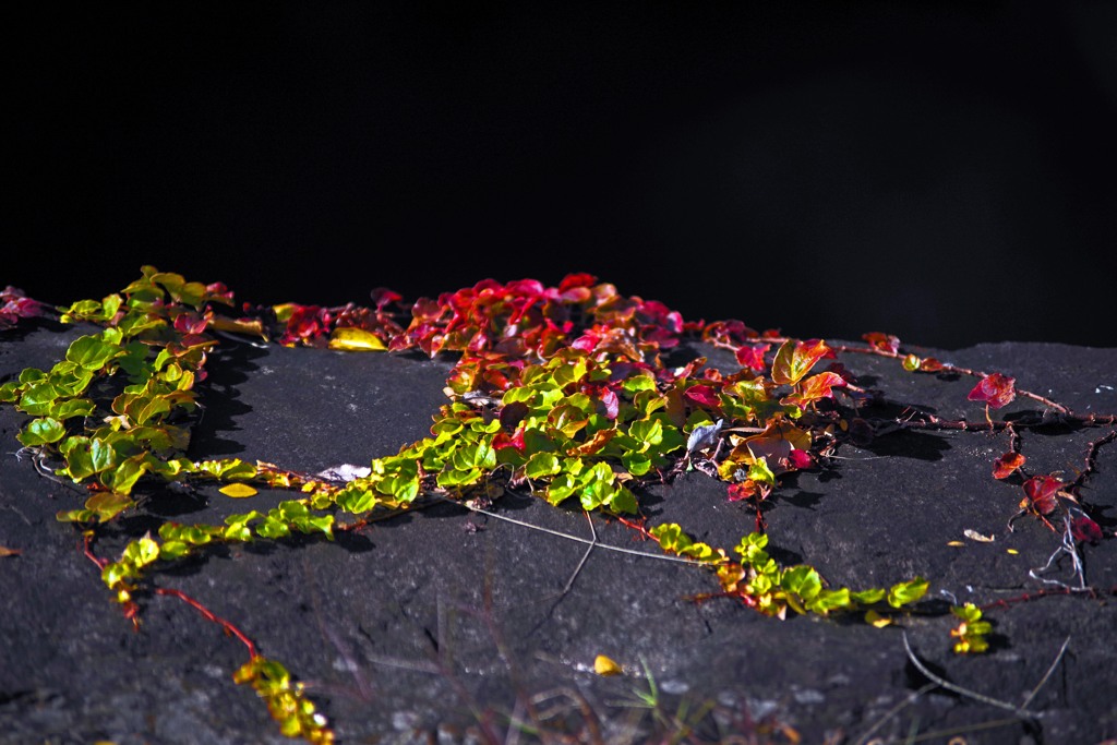 蔦紅葉　IMGP0913z