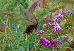 黒揚羽蝶　DSC03965zz