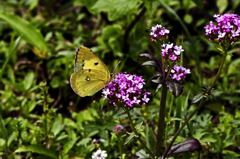 花とモンキチョウ　IMG8244zz