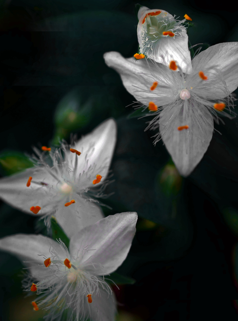 愛らしい花　P1390704zz