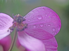 雨上がりⅠ　P1230802zz