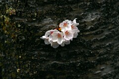 満開の桜　IMGP3339zz