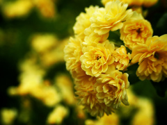 黄色き花　P1180599zz