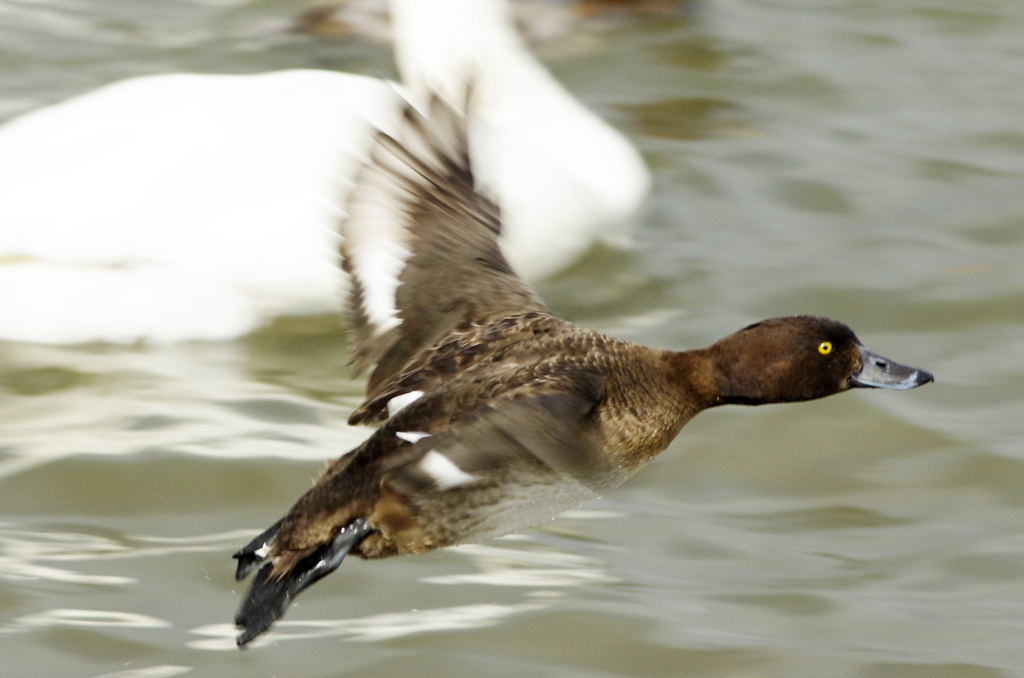 Takeoff!　_IGP8774zz