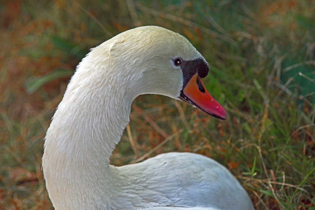 Beautiful profile　IMGP0673zz