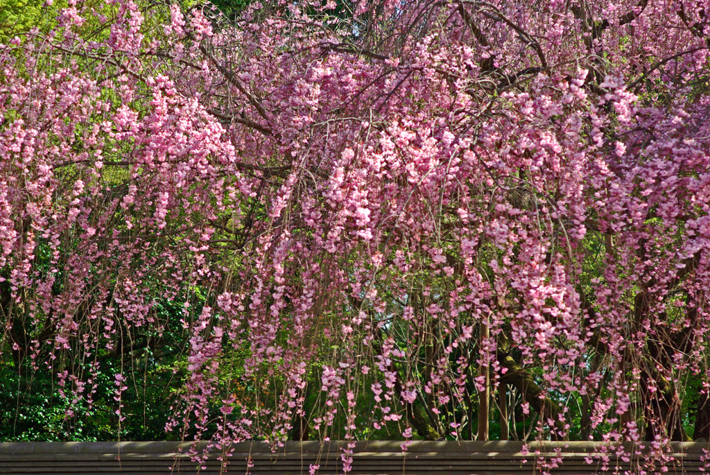 竜安寺御室桜　IMGP1033zz