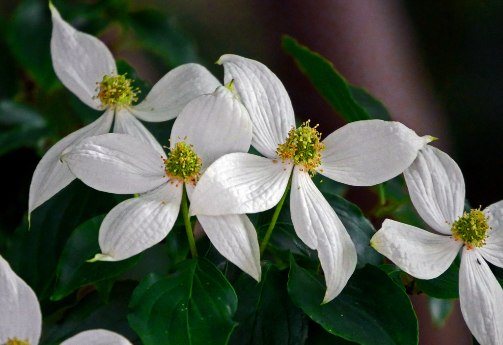 白い風車　P1180204zz