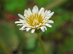 とても珍しいシロバナタンポポ　P1230887zz