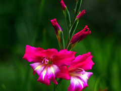 野に咲く花　P1140062zz