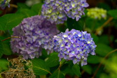 梅雨入り 間近　P1086381zz