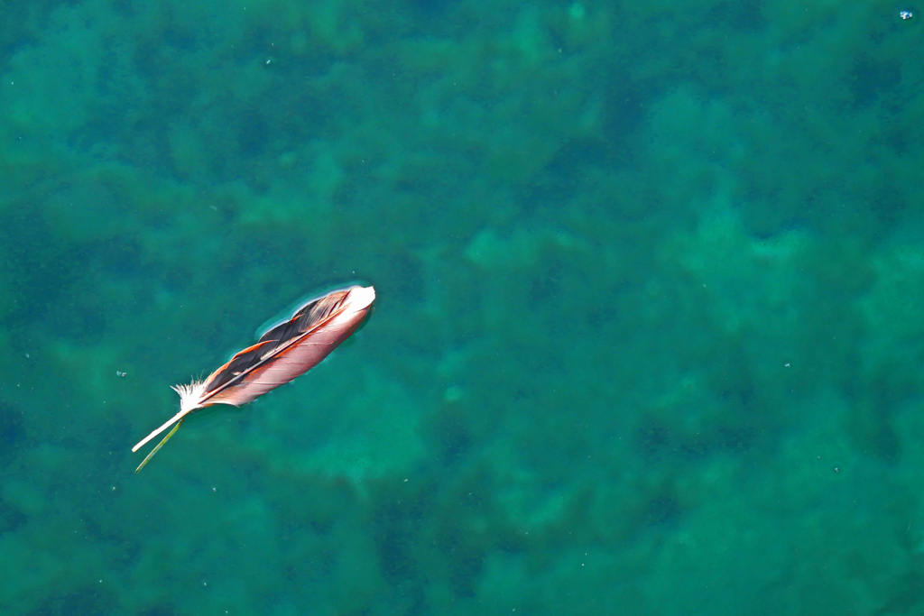 海の浮く羽　P1300716zz