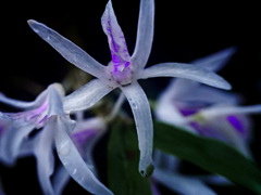 透きとおる花弁　P1300438zz