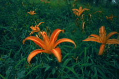 ノカンゾウの花　IMGP8561zz