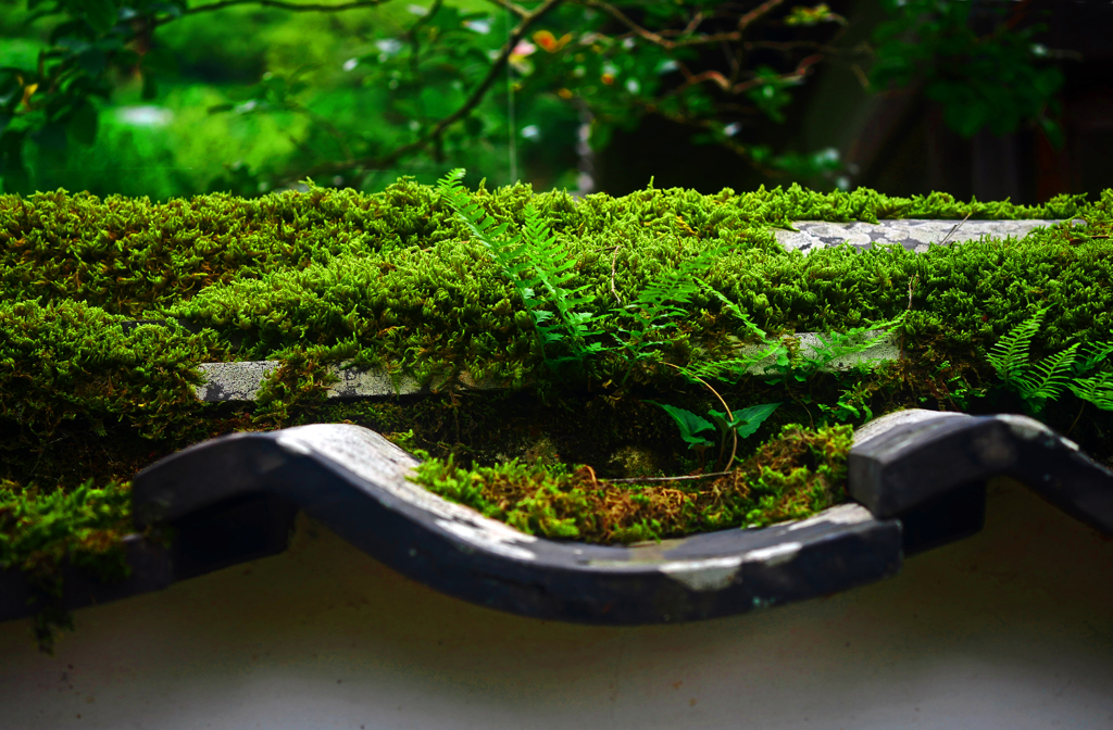 土塀を彩る　P1200682zz