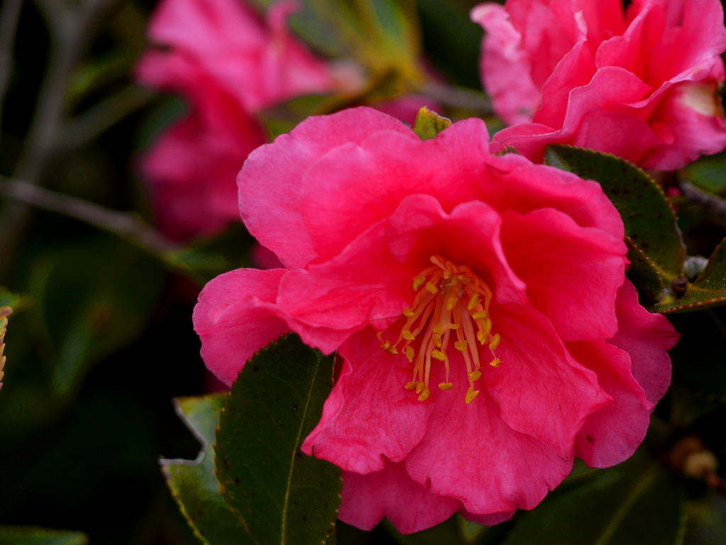 赤い山茶花　P1210828zz