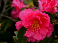 赤い山茶花　P1210828zz