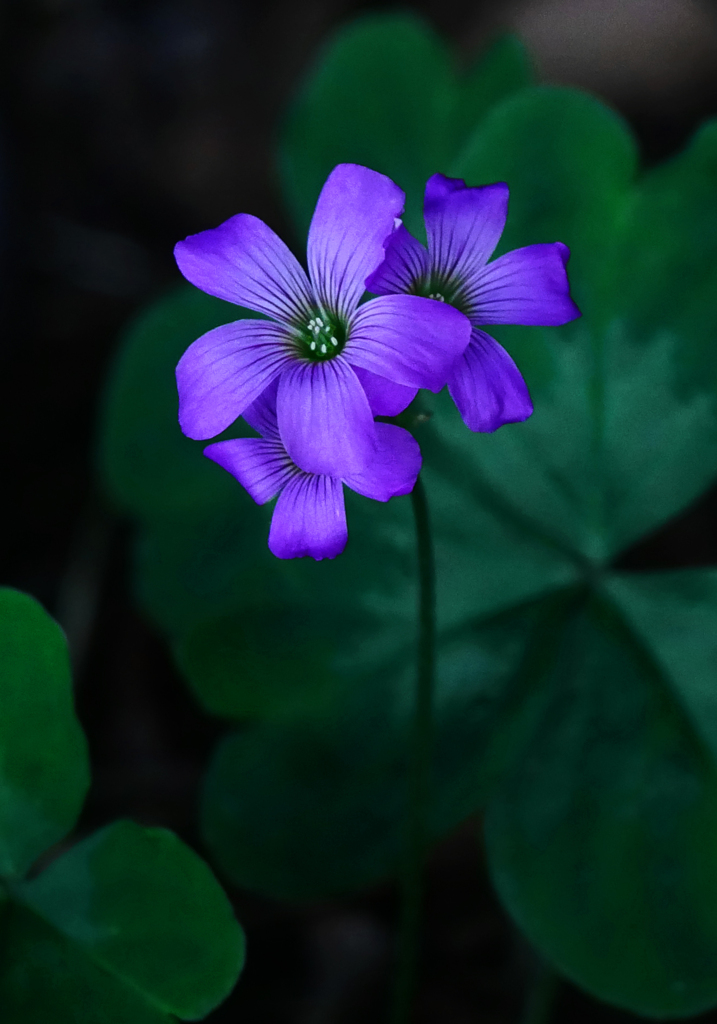 紫酢漿草　P1240215zz