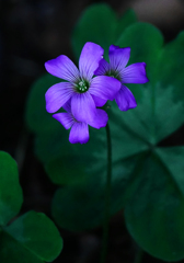 紫酢漿草　P1240215zz