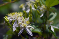 センニンソウ　IMG1710zz