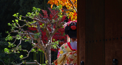 後ろ姿　P1125900zz