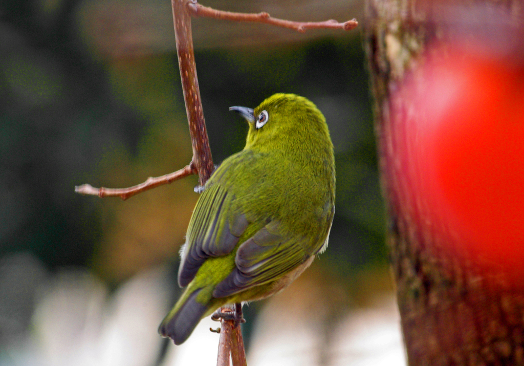 柿も食べごろ　IMGP1085zz