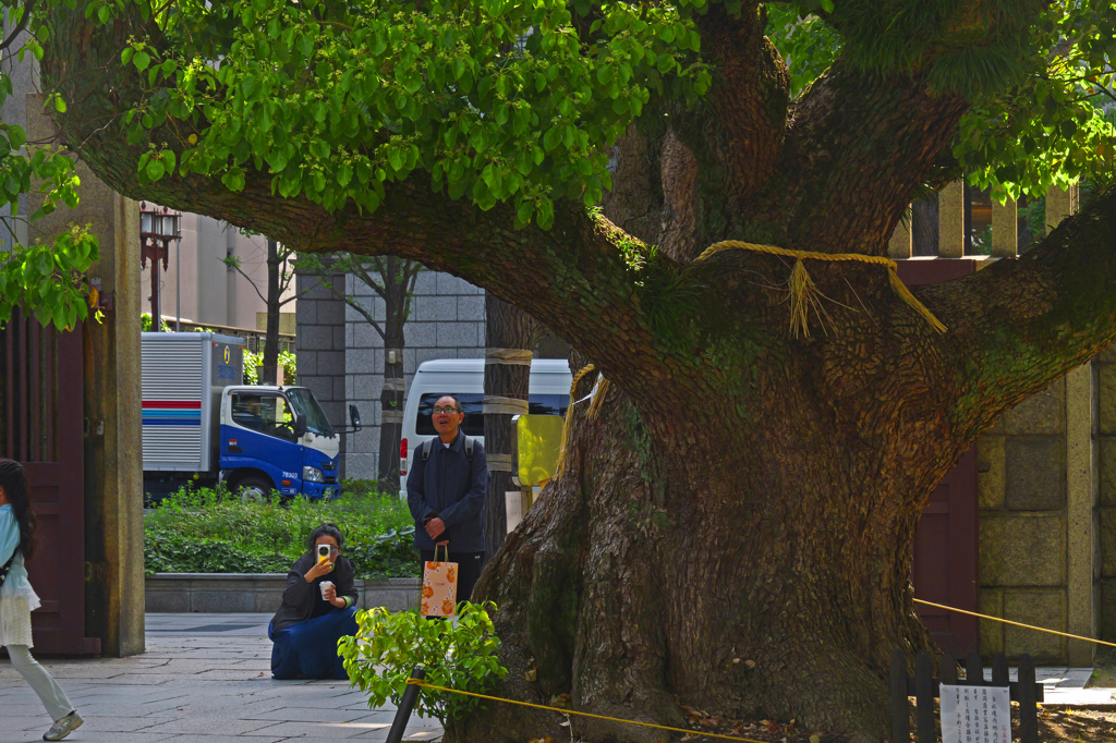 大きな楠　P1085385zz