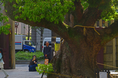 大きな楠　P1085385zz