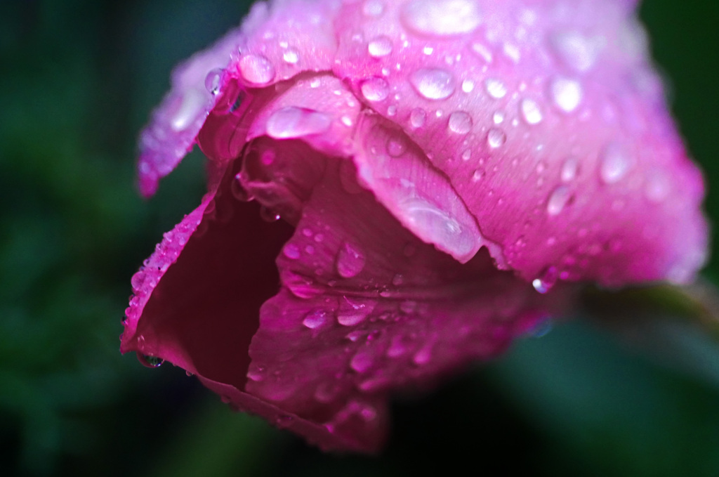 雨の重み　P1140662z