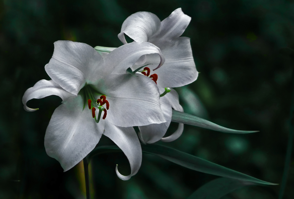 白いササユリ　P1180237zz