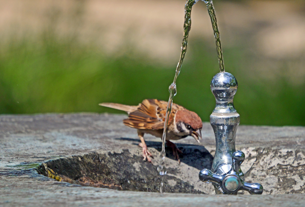 水飲み場　P1043031zz