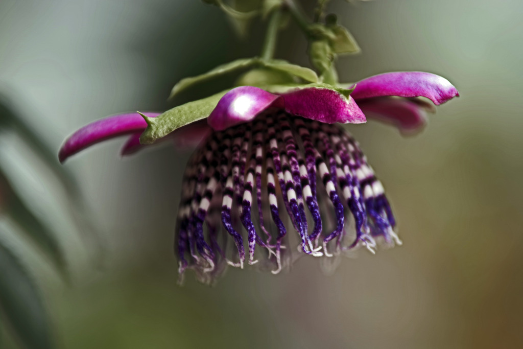 時計草　IMGP1380zz