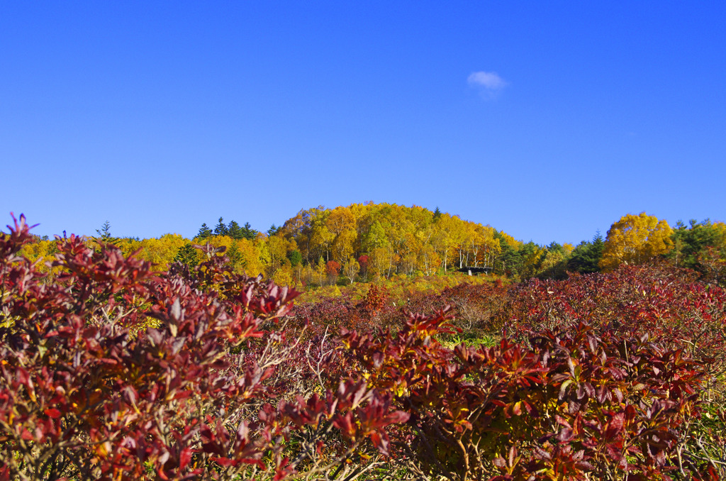 レンゲツツジ紅葉　IGP0008