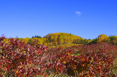 レンゲツツジ紅葉　IGP0008