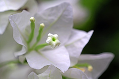 白い花　P1043514zz