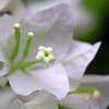 白い花　P1043514zz